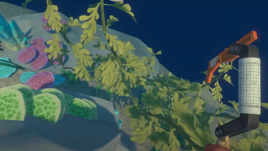 Exemple d'algues de radeau