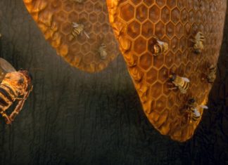 Mini Review: Bee Simulator - Un bon jeu, mais ça pique toujours
