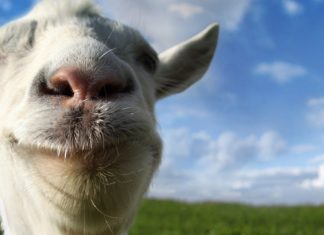 Goat Simulator - Pas Baaad mais pas la chèvre non plus
