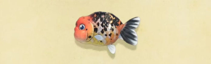 Animal Crossing New Horizons - Comment attraper un poisson rouge Ranchu
