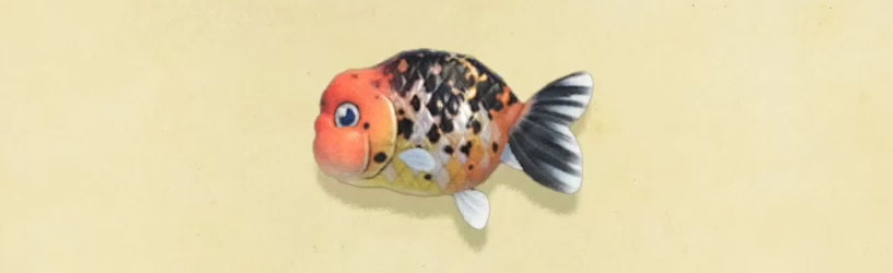 Animal Crossing New Horizons - Comment attraper un poisson rouge Ranchu