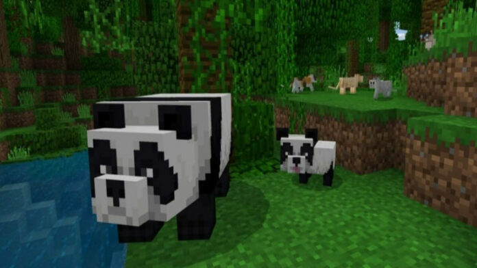 Comment élever des pandas dans Minecraft
