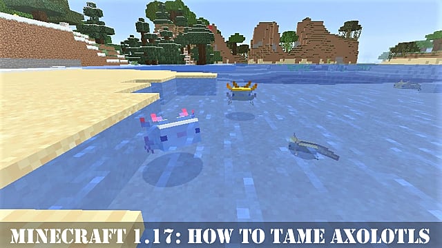 Minecraft 1.17 : Comment apprivoiser les axolotls dans les grottes et les falaises
