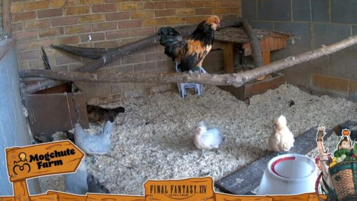 Les fans qui regardent le flux FFXIV Mogchute Farm pensent qu'un poulet ressemble à Zenos
