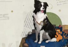 Pickles the border collie sitting on a blue dog bed.
