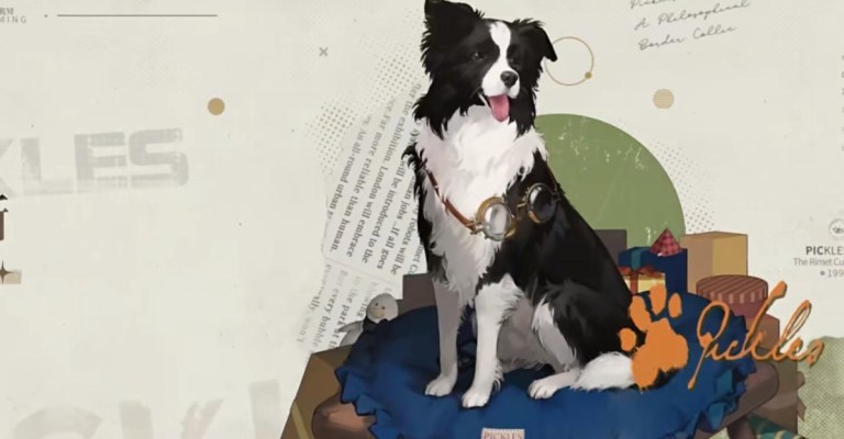 Pickles the border collie sitting on a blue dog bed.