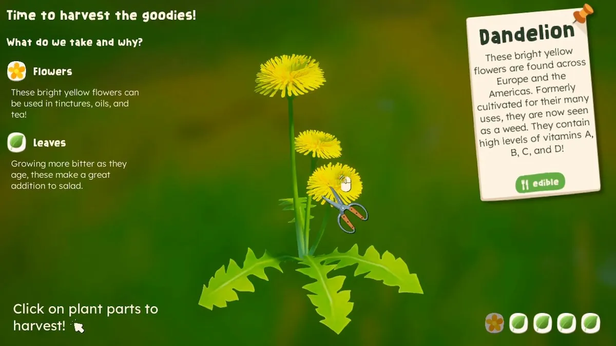 Une capture d'écran du gameplay officiel de Wholesome: Out and About par Yaldi Games.  L'image montre la fonction de recherche de nourriture du jeu, présentant le pissenlit que le joueur a trouvé, avec une zone de texte contenant des informations sur la fleur à droite.  et des informations sur les fleurs et les feuilles à gauche.  Il y a une paire de ciseaux sur l'écran montrant le joueur se préparant à récolter des parties de la fleur. 