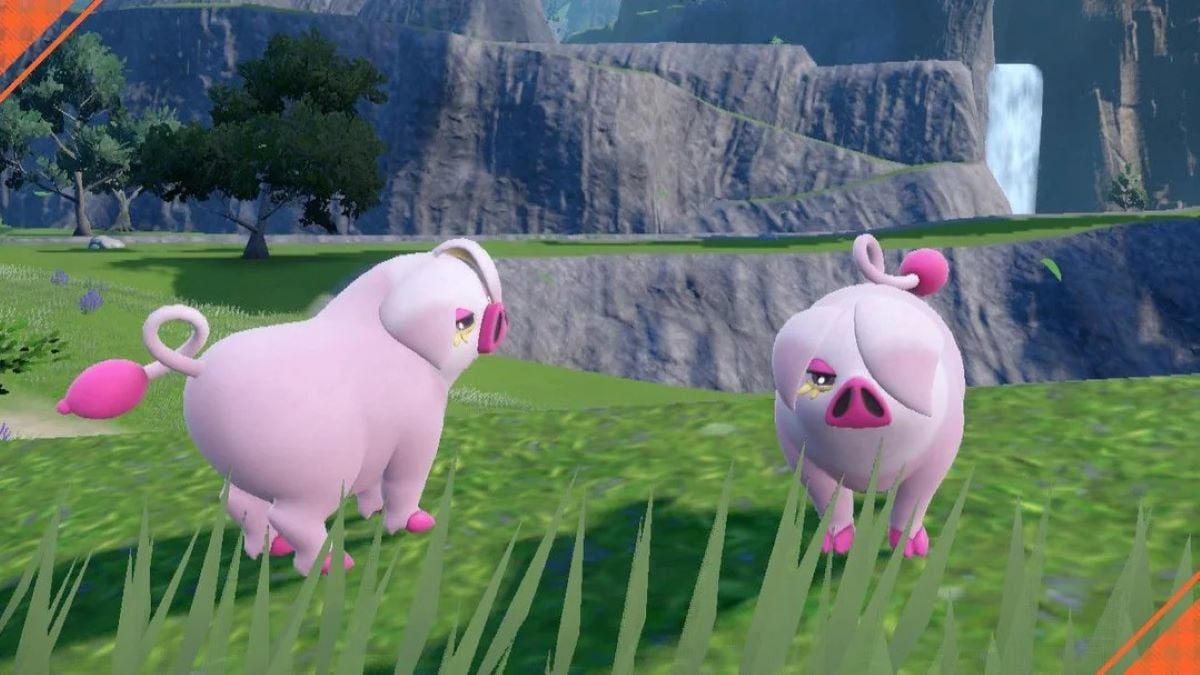 Deux Oinkologne brillants dans Pokemon Scarlet