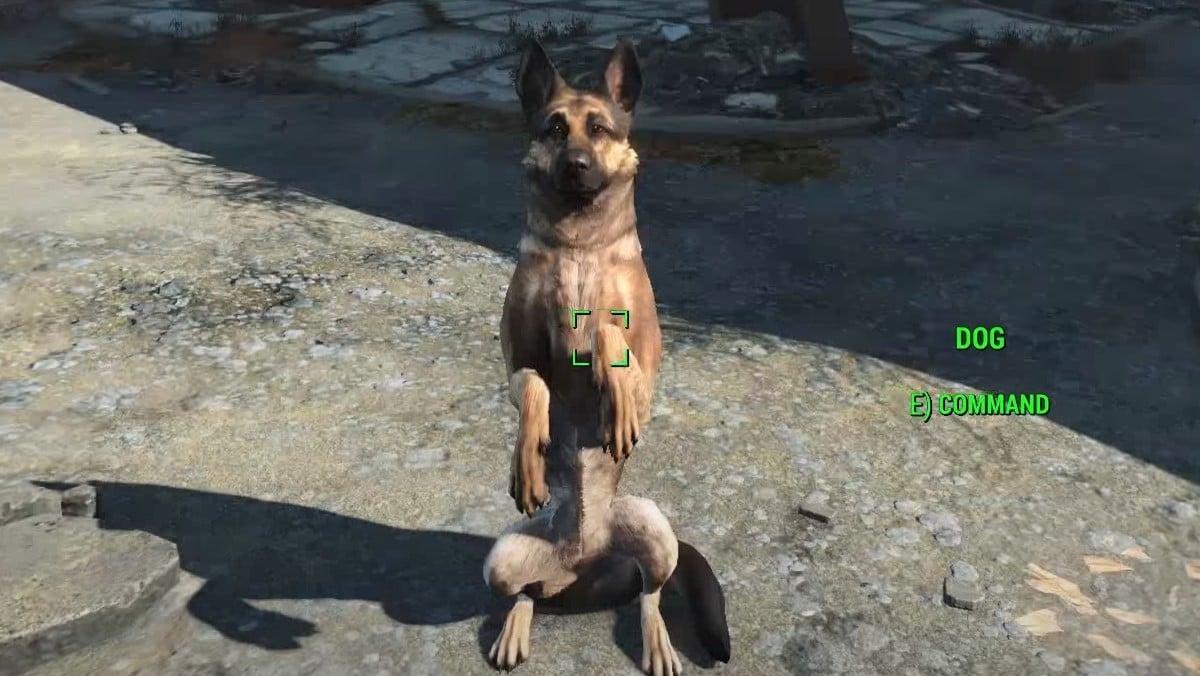 De la viande de chien dans Fallout 4.