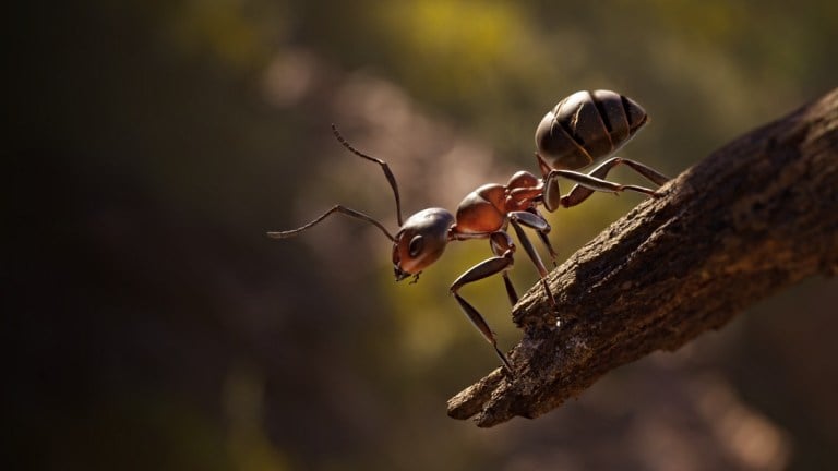 Empire of the Ants Review – Un monde grand et beau à travers les plus petits yeux