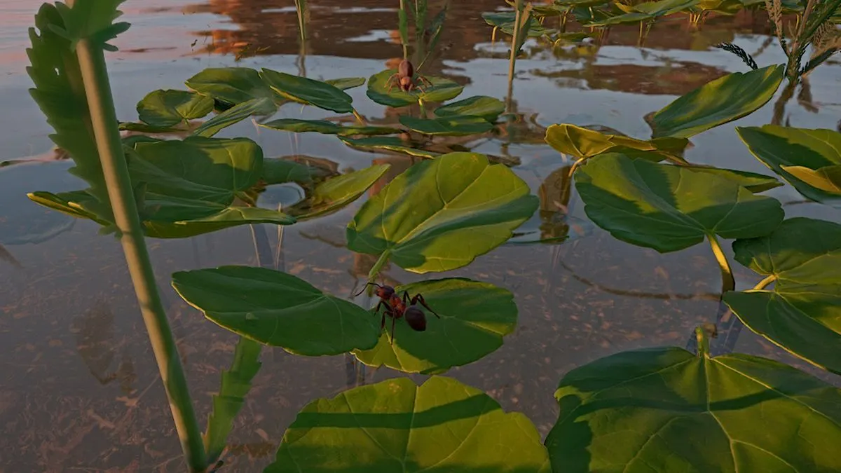 Araignée sauteuse dans L'Empire des Fourmis