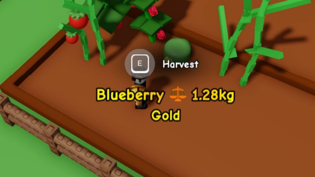 Une plante de bleuet mutée avec une mutation Gold dans Grow A Garden 2